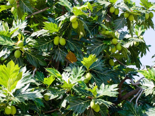  Cần Thơ: Sản xuất bánh và bún từ bột sa kê